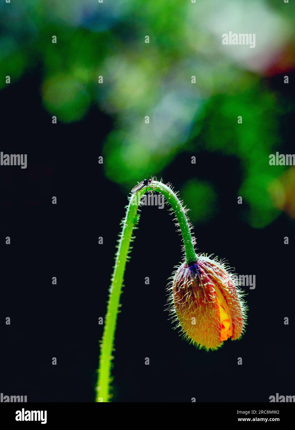 Nahaufnahme von Insekten auf dem Stamm einer lebendigen Blütenpflanze Stockfoto Nahaufnahme von Insekten auf dem Stamm einer lebendigen Blütenpflanze Stockfoto