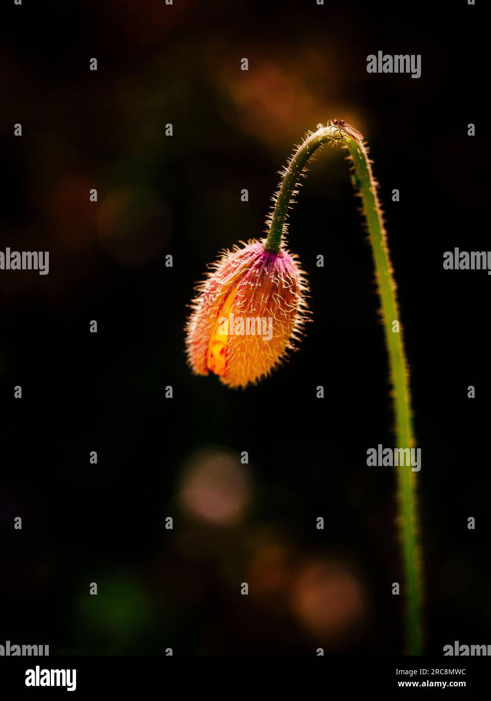 Nahaufnahme von Insekten am Stamm einer lebhaften Blütenpflanze Stockfoto