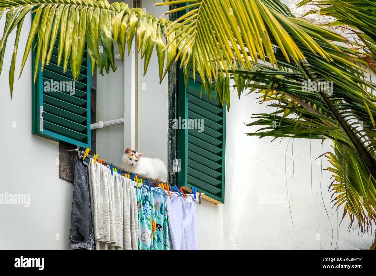 Katze und Wäsche am Fenster eines alten Hauses in einer Straße der Altstadt von Funchal, Insel Madeira, Portugal Stockfoto
