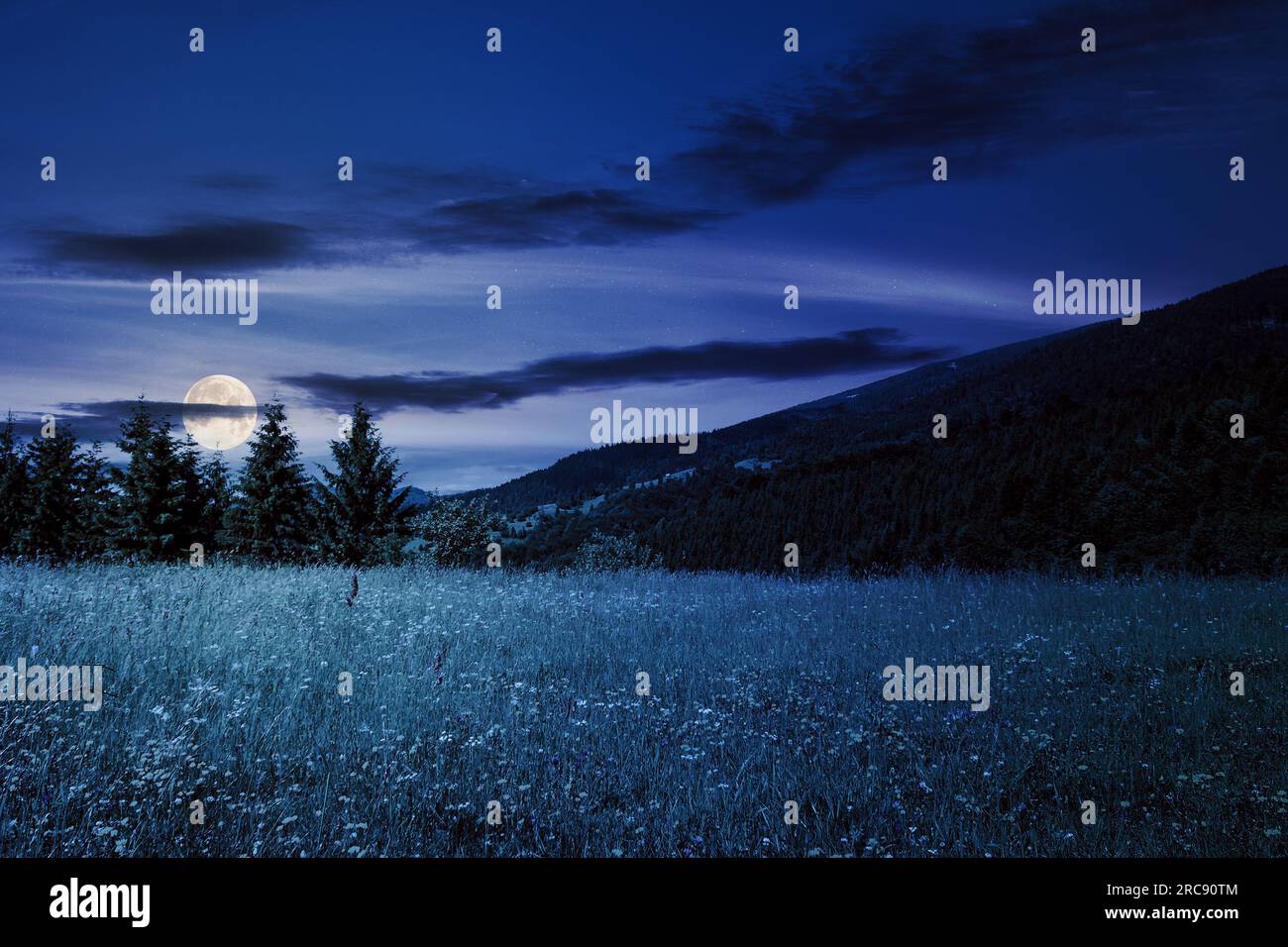 Wiese mit Tannenbäumen in den Bergen im Sommer bei Nacht. Wunderschöne Landschaften im Vollmondlicht Stockfoto