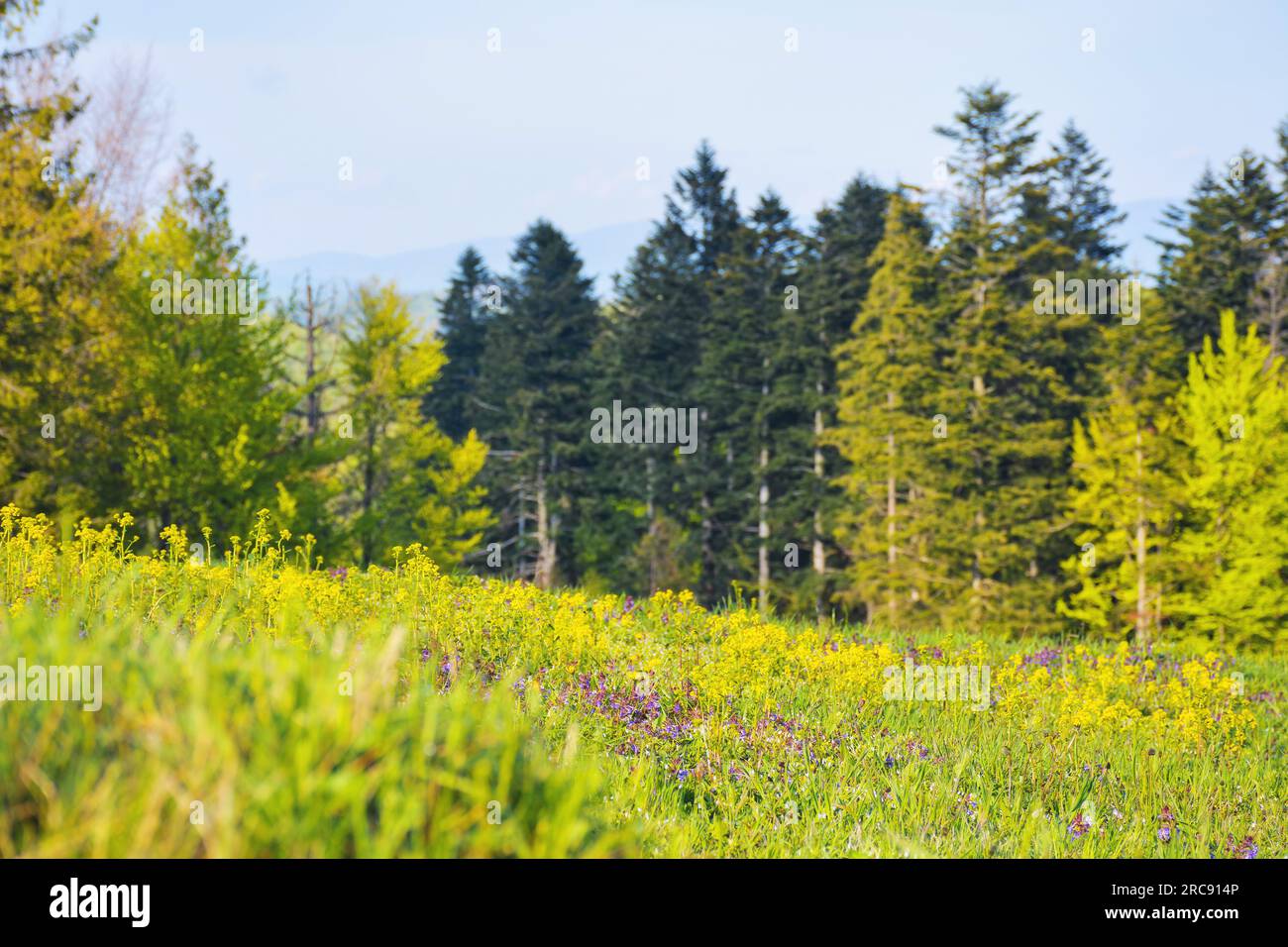 An einem sonnigen Tag eine breite Graslichtung im Wald. Landschaft in den ukrainischen karpaten Stockfoto