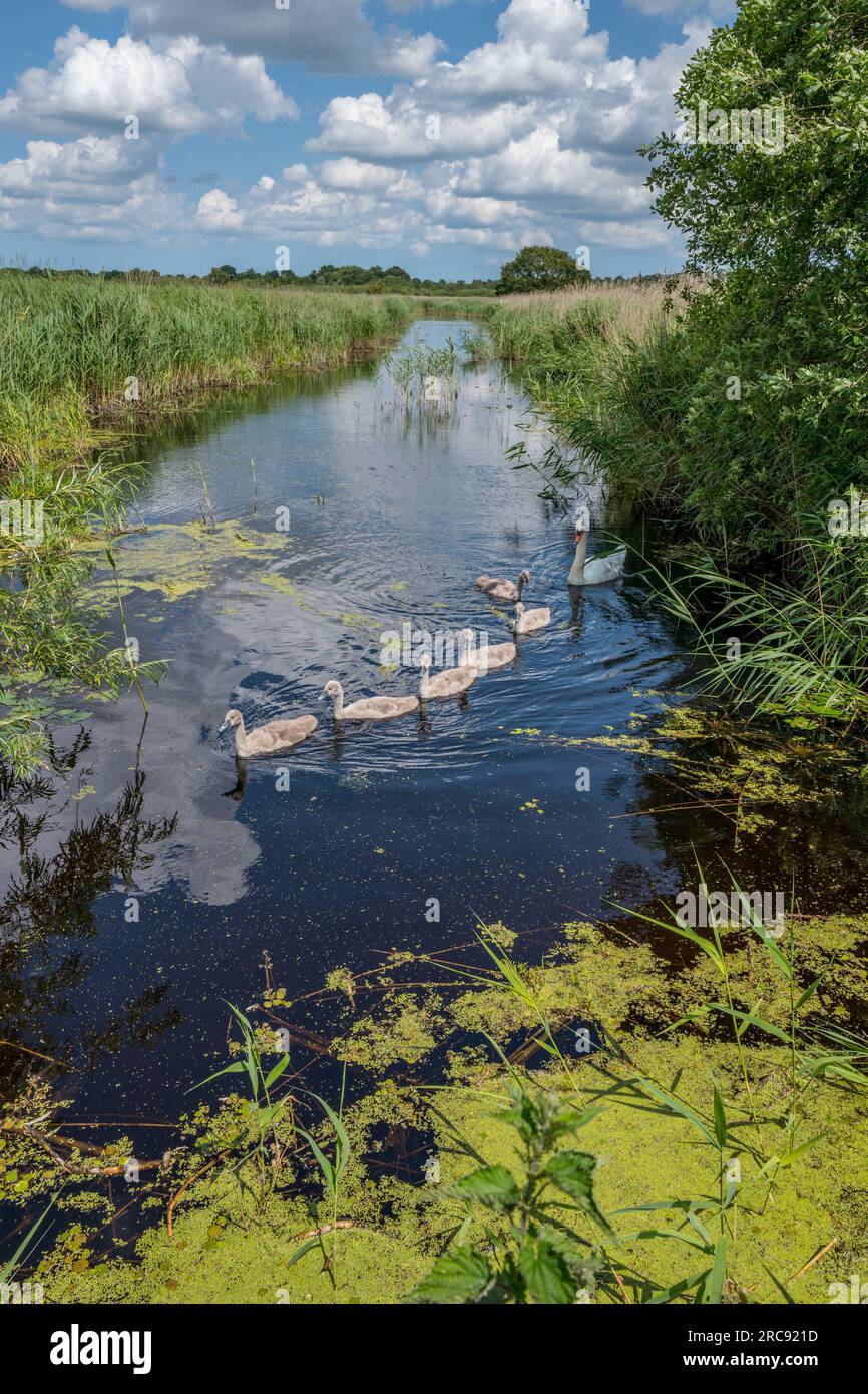 Erwachsene Stumme Schwäne und ihre Zygneten im RSPB-Naturschutzgebiet Strumpshaw fen in Norfolk. Stockfoto