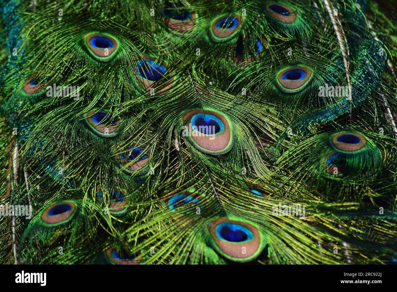 Peacock Feathers Hintergrund. Farbenfrohes Muster des Pfauenschwanzes. Stockfoto