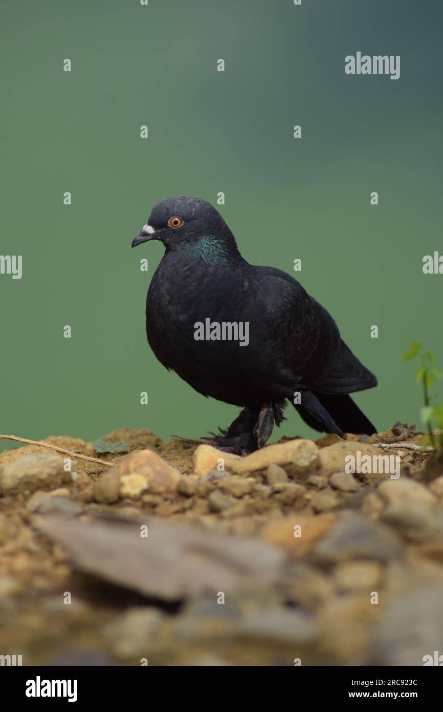 Eine Taube, die am See sitzt. Wunderschöne schwarze Taube. Wilde Taube oder Felsentaube. Stockfoto