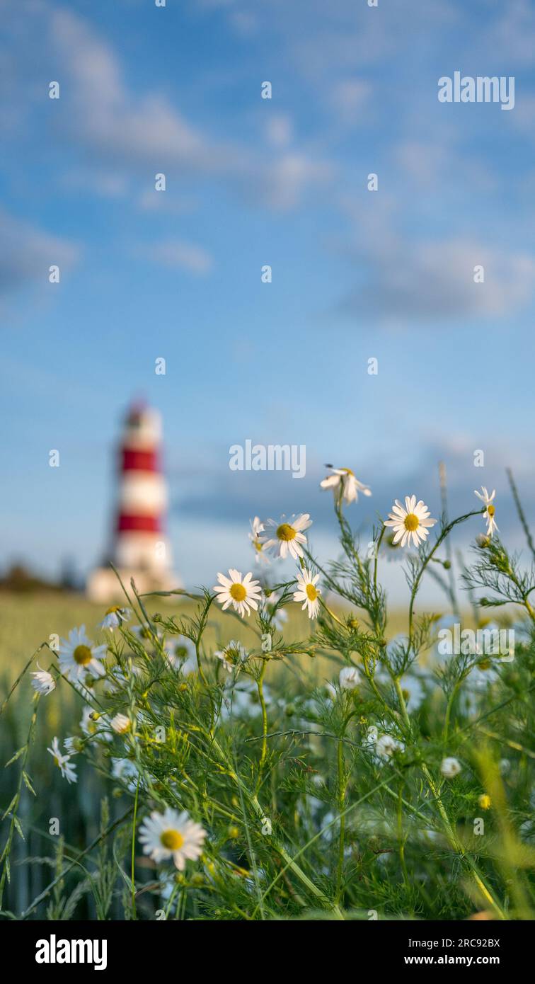 Happisburgh Lighthouse an der Küste von Norfolk und die britische Wildblume die Ochsenaugenblüte. Stockfoto