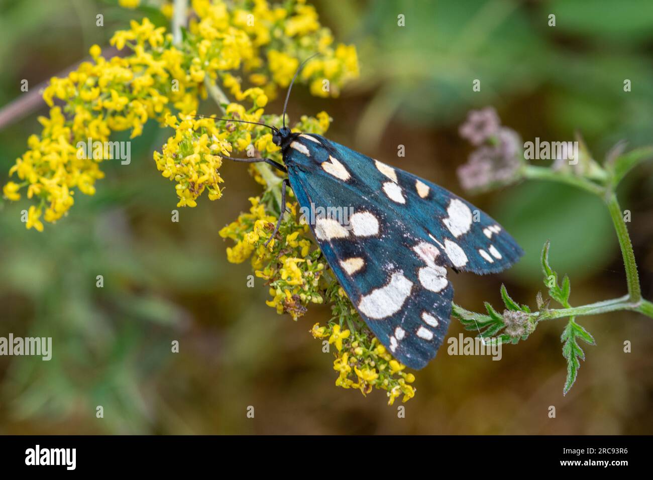 Tagsüber ruht die scharlachrote Tigermotte (Callimorpha dominula) auf den Wildblumen des Bettstroms der Dame, Hampshire, England, Großbritannien Stockfoto