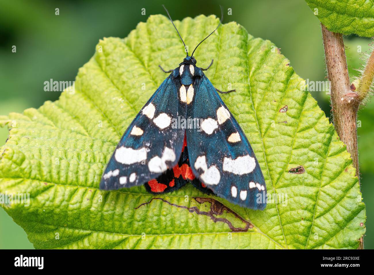 Scharlachrote Tigermotte (Callimorpha dominula), die teilweise auf einem Blatt ruht und die hellroten Hinterflügel zeigt, Hampshire, England, Großbritannien Stockfoto