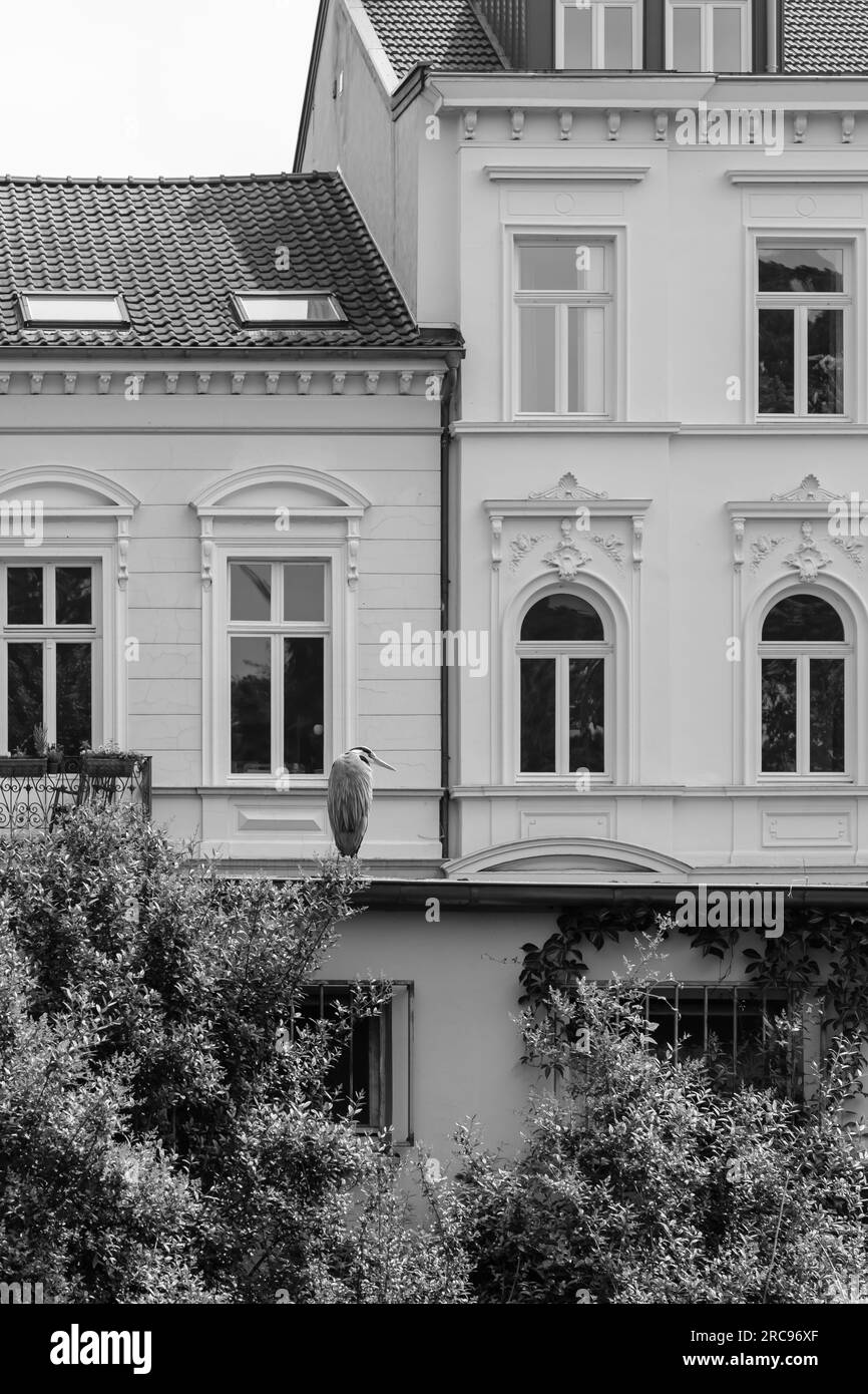 Bonn, Deutschland - 22. Mai 2023 : ein Kranvogel und Wohngebäude in Bonn im Hintergrund Stockfoto