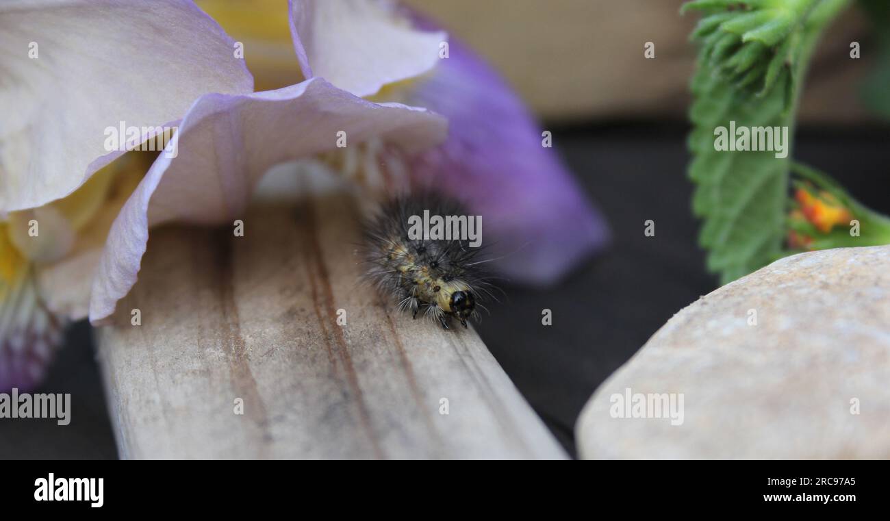 Flauschige Raupe auf Holzzaun mit violetten Blumen im Hintergrund. Ländlicher Osten TX Stockfoto