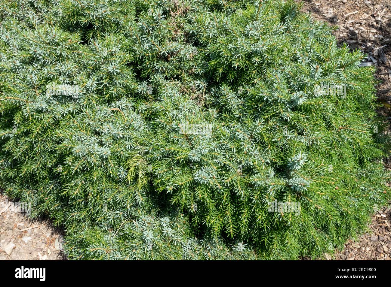 Serbische Spruce, Picea omorika „Treblitzsch“ mit niedrigem Kultivar, oberflächensphärisch bis pyramidenförmig, sehr kompakt Stockfoto