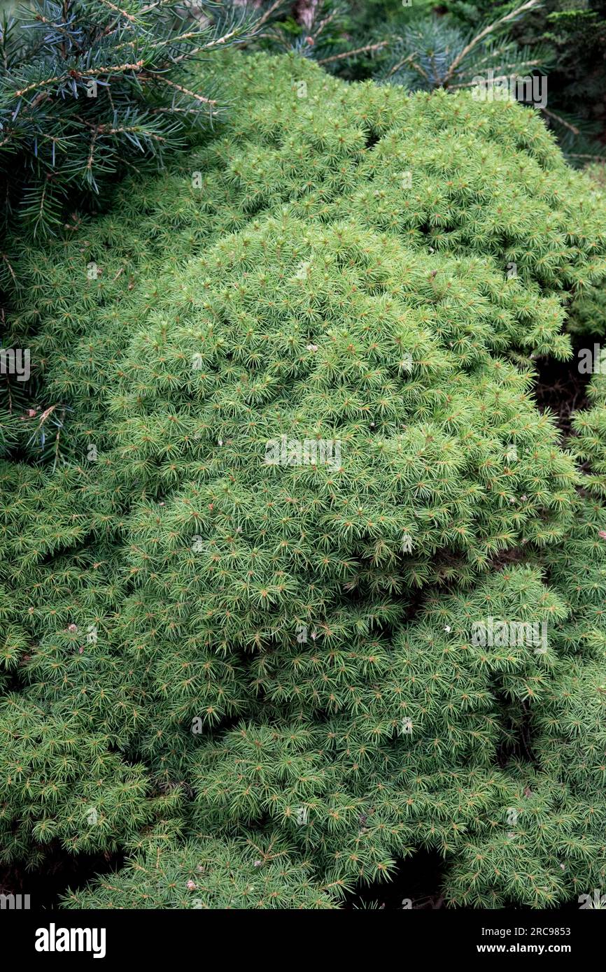 Alberta Spruce, Picea glauca „Lilliput“, Kanadische Fichte, Weiße Fichte, Nadelholz, langsam wachsender Nadelbaum Stockfoto