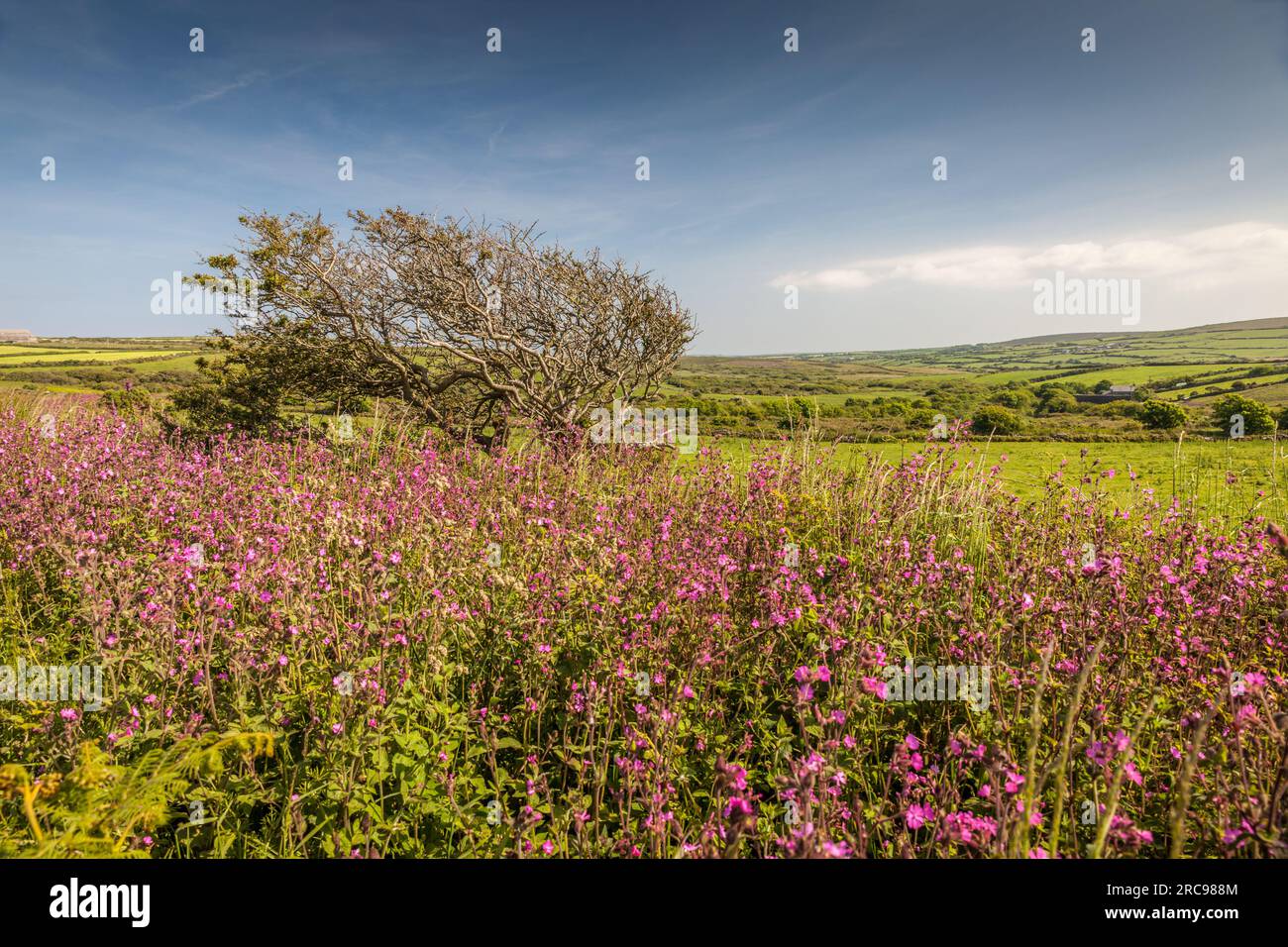 Geografie/Reise, Großbritannien, Cornwall, Penzance, Feldlandschaft in der Nähe von Pendeen, ADDITIONAL-RIGHTS-CLEARANCE-INFO-NOT-AVAILABLE Stockfoto