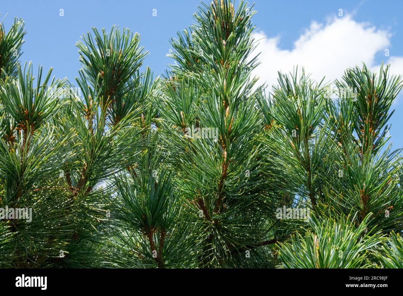 Zwerg Sibirische Kiefer, Pinus pumila „Zwergblau“, Zweige, Nadelholz, Nadeln, Nadelholz, Wachstum, Zweige Stockfoto