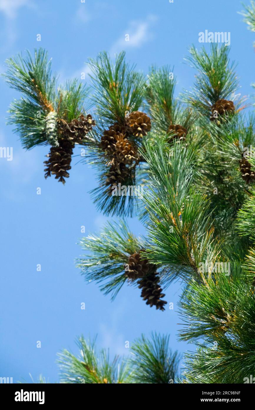 Balkan Pinus Peuce „Glauca“ Stockfoto