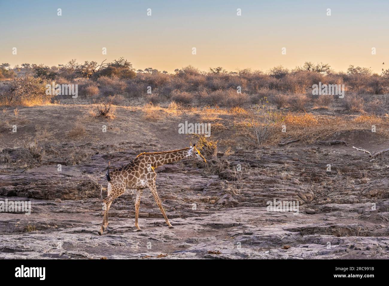 Giraffen im Mashatu Euphorbia Game Reserve in Botswana. Stockfoto