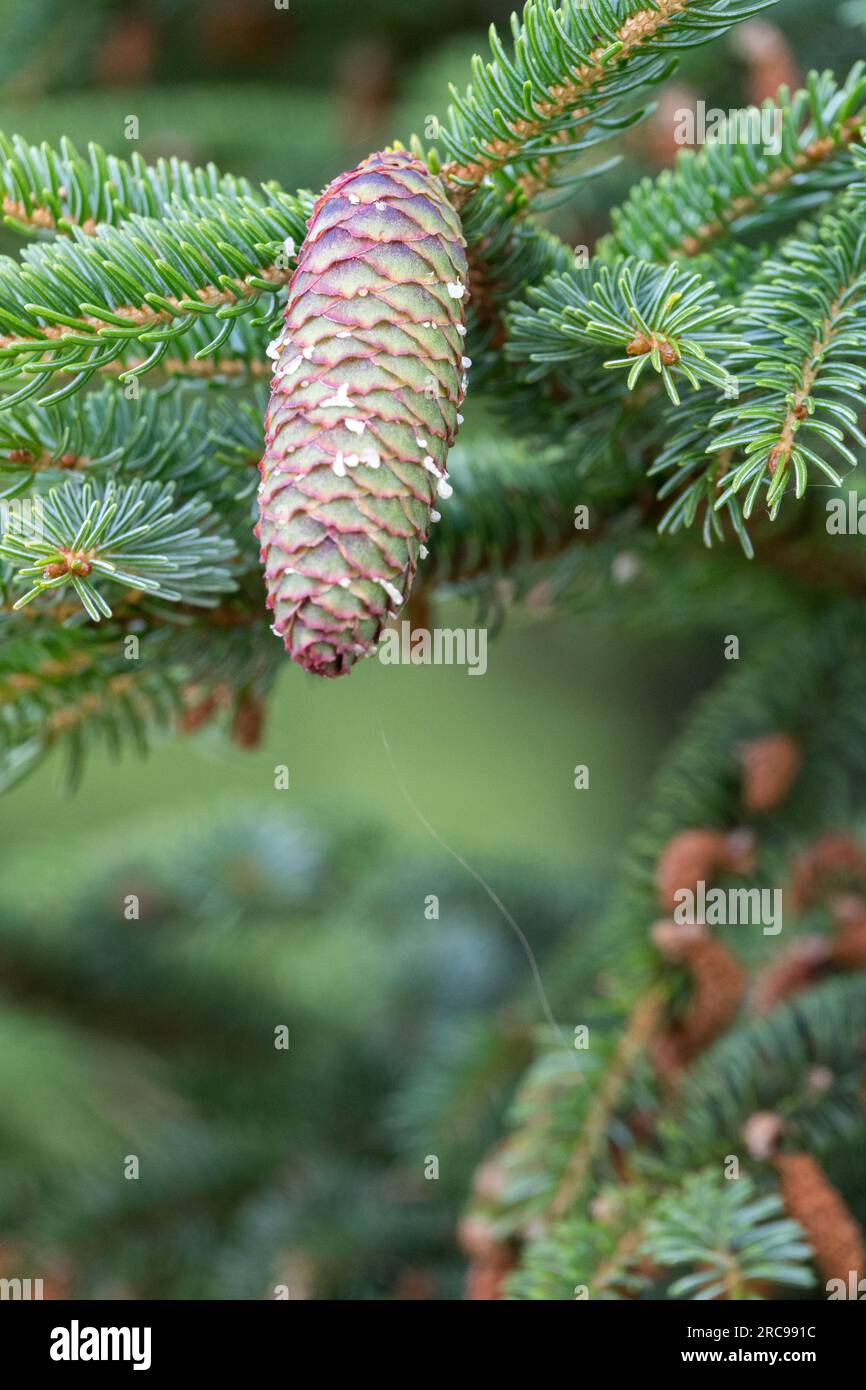Picea, Cone, Branch, Picea glehnii, Sachalin-Fichte Stockfoto