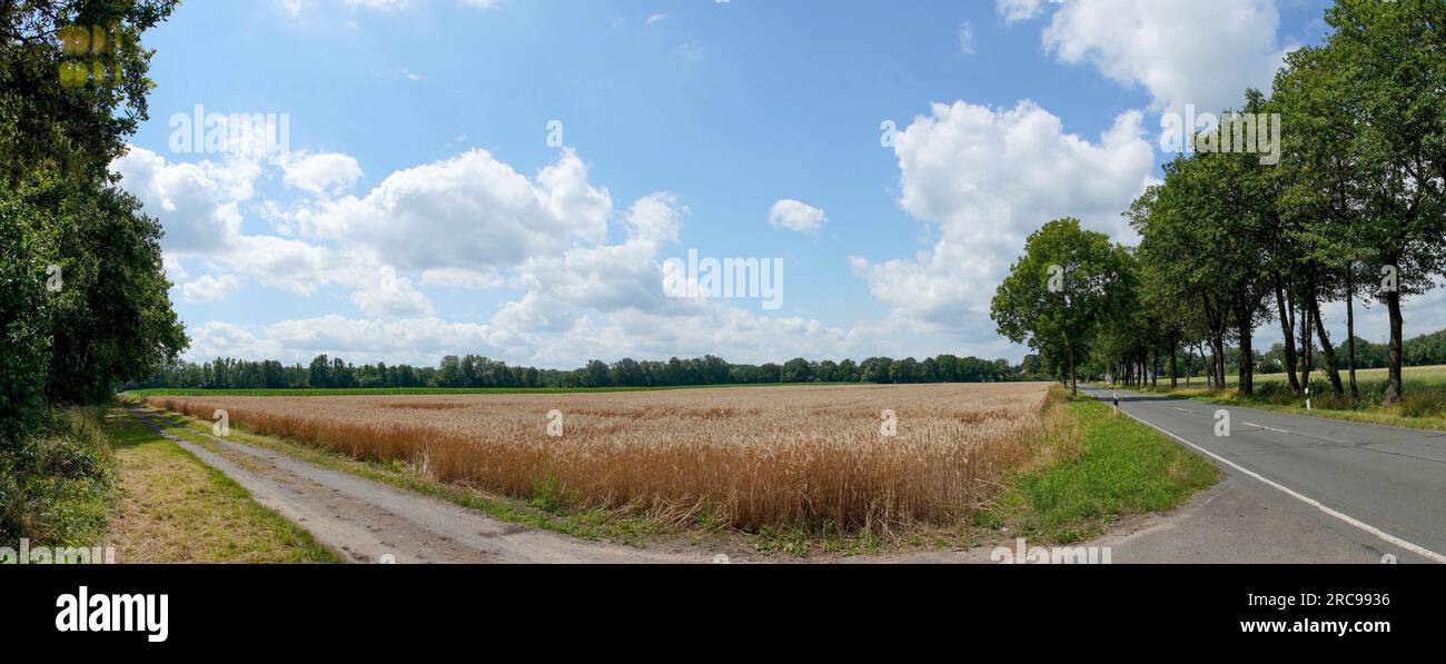 Rund um Lippstadt in Feld und Grippe. Landschaftpanorama Stockfoto