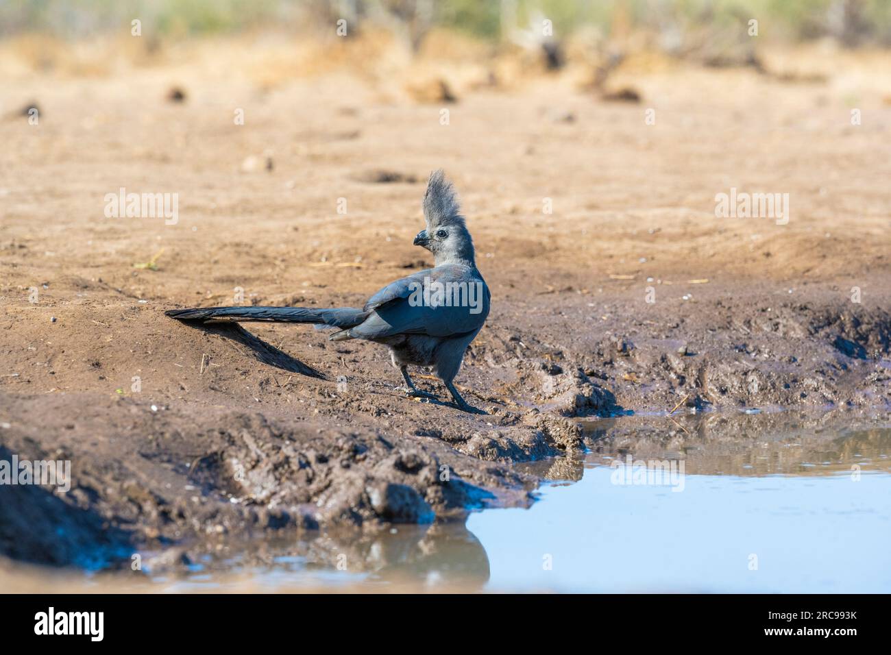 Grauer Vogel im Mashatu Euphorbia Game Reserve in Botswana. Stockfoto