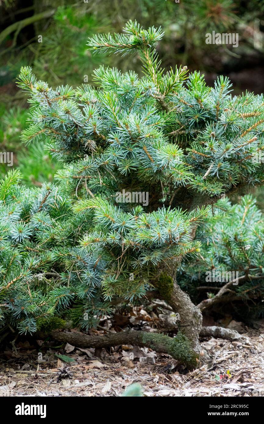 Alpin, Zwerg, Baum, Fichte, langsam wachsender, Nadelbäume, Sitka Spruce, Picea sitchensis „Oma“ Stockfoto