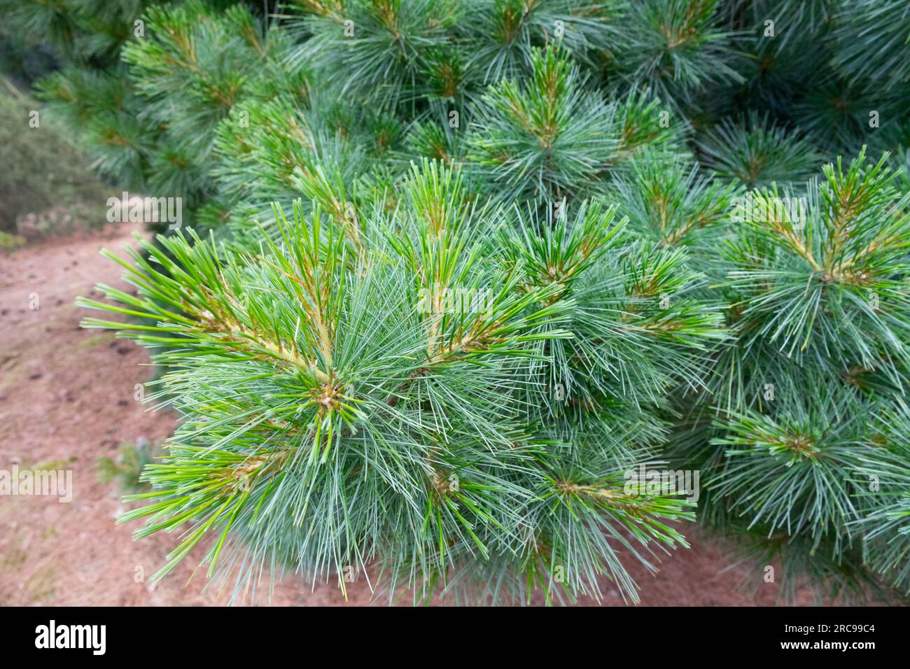 Rayata Eastern White Pine Pinus strobus „Radiata“ Stockfoto Rayata Eastern White Pine Pinus strobus „Radiata“ Stockfoto