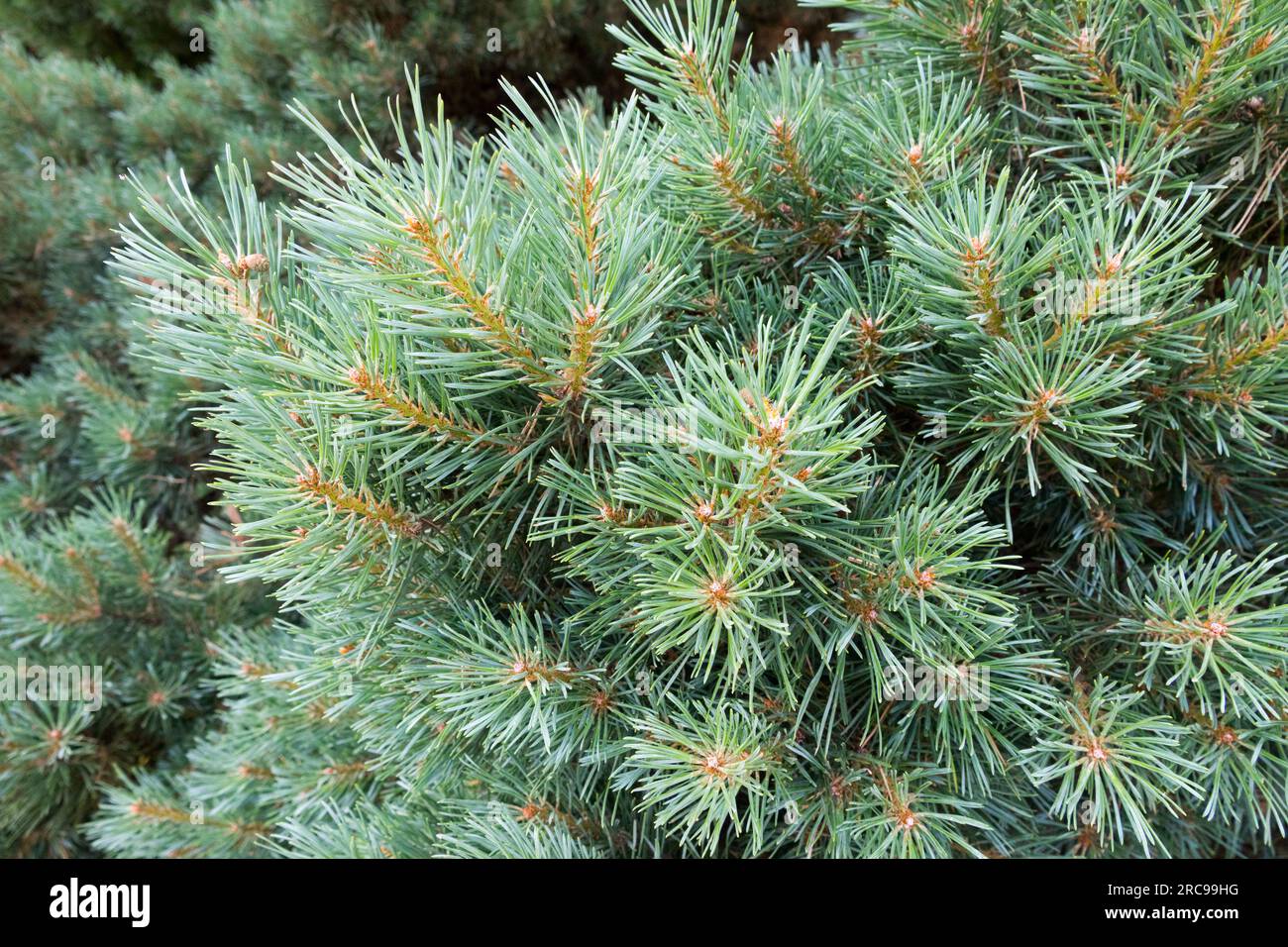 Scots Pine, Pinus sylvestris 'Watereri', Needles, Branch Pinus sylvestris Nadel Stockfoto