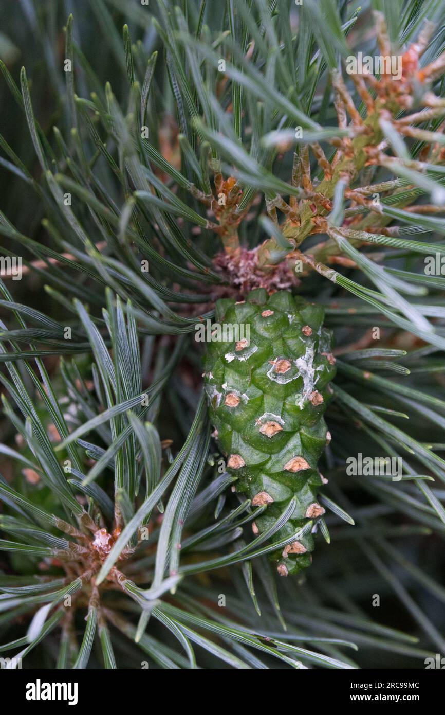 Pinus sylvestris Kegel, Schottische Kiefer, Pinus sylvestris „Watereri“ Stockfoto