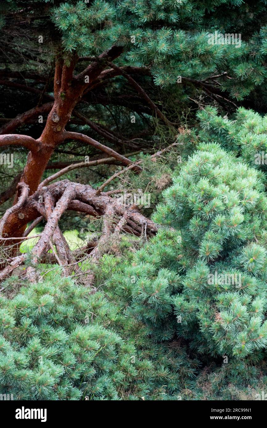 Pinus sylvestris 'Watereri', Tree, Pinus sylvestris, Scots Pine Stockfoto