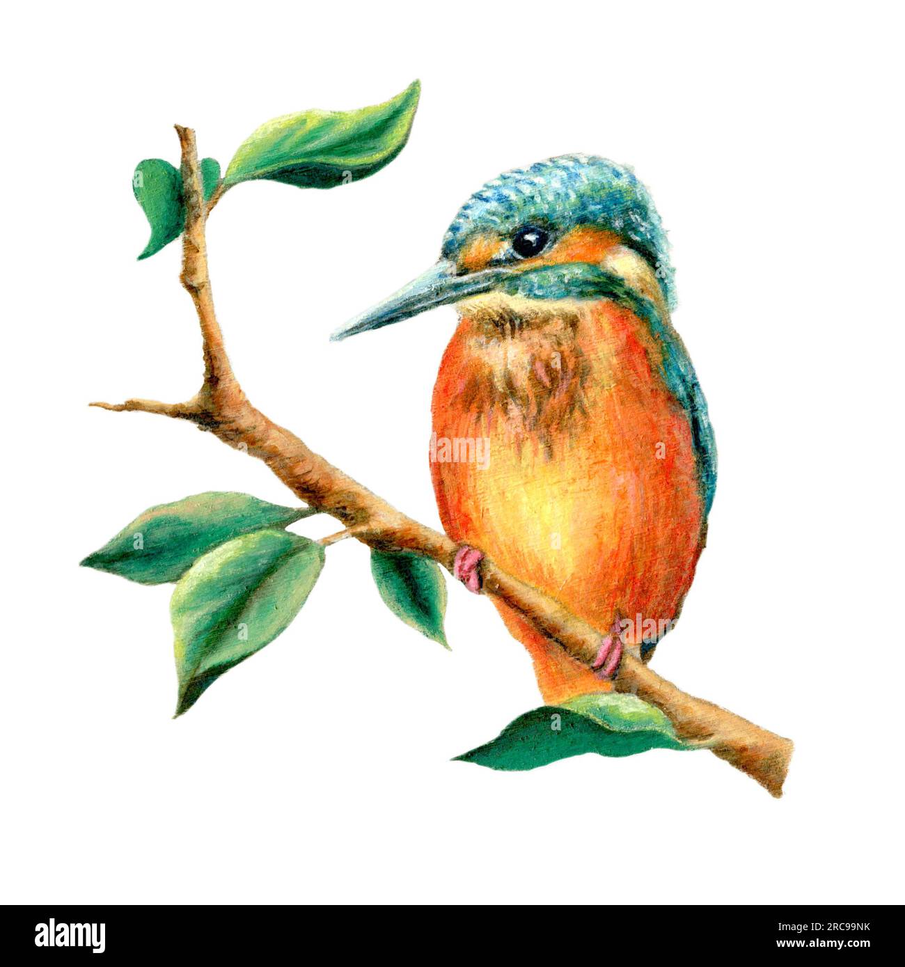 Kingfisher auf einem Ast mit Blättern. Originelle Illustration, mein eigenes Kunstwerk. Stockfoto