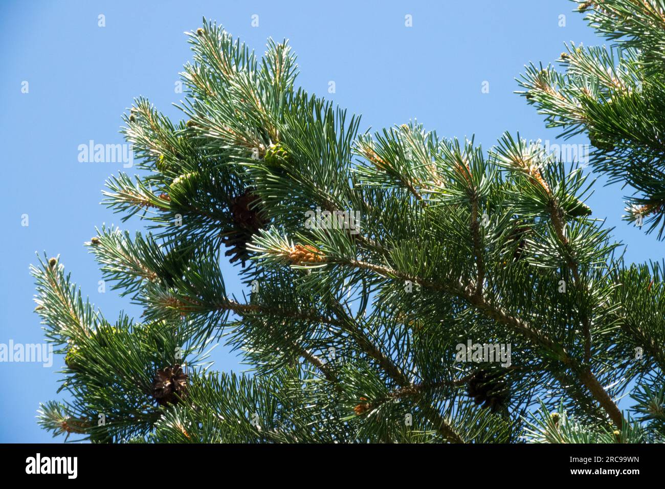 Kiefer, Zweige, Nadelholz, Zweige, Pinus x digenea, Nadelförmig, Pflanze Stockfoto