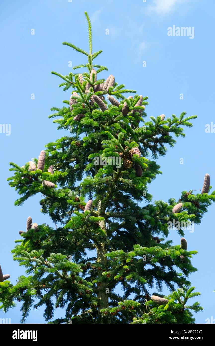 Griechischer Fir, Baum, Abies cephalonica Stockfoto