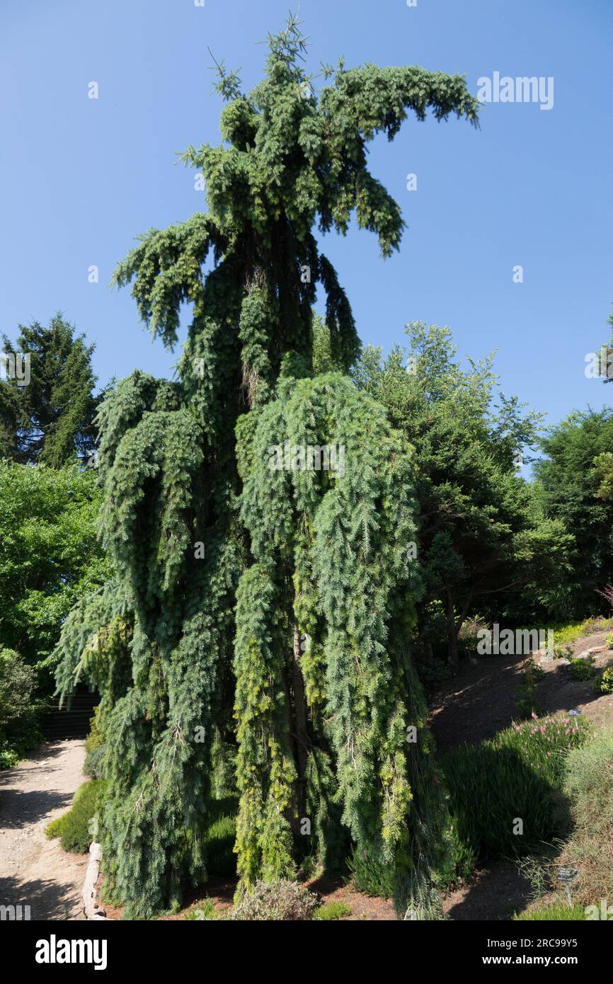 Pendulous Rocky Mountain Douglas-Fir Pseudotsuga menziesii 'glauca pendula' Weinen, Zweige, Garten Stockfoto