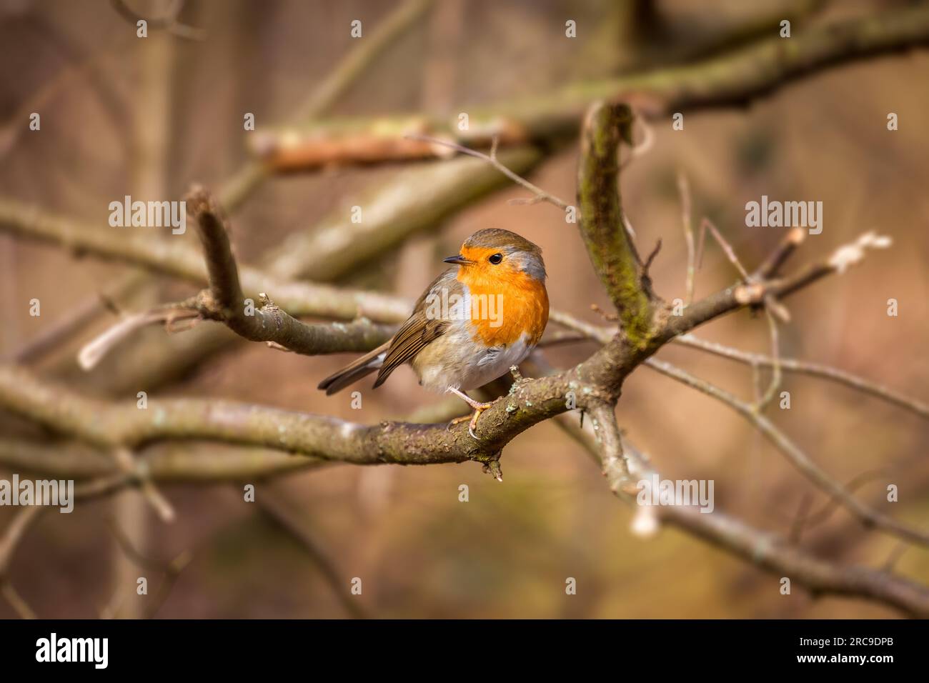 zoologie, Vögel (Aves), Rotbrust (Erithacus rubecula) auf winterlichem Glabrous-Busch, Niedernhausen, Hessen, ADDITIONAL-RIGHTS-CLEARANCE-INFO-NOT-AVAILABLE Stockfoto