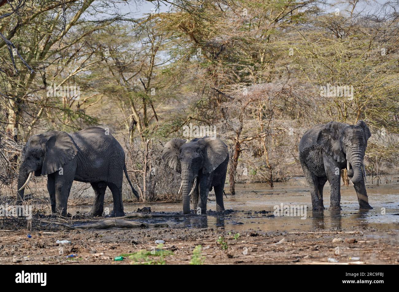 drei Afrikanische Elefanten (Loxodonta africana) im Lake Manyara National Park, Mto wa Mbu, Tansania, Afrika drei afrikanische Buschelefanten (Loxodonta Stockfoto