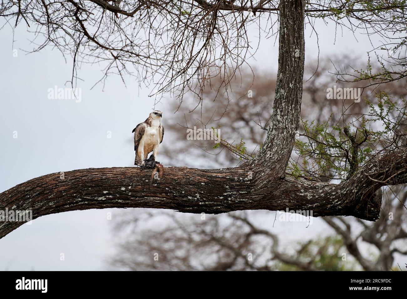 Junger Kampfadler (Polemaetus bellicosus) mit Beute, Tarangire-Nationalpark, Tansania, Afrika |Jugendlicher Kampfadler (Polemaetus bellicosus) mit PR Stockfoto