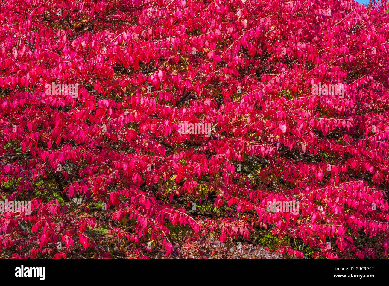 Herbstfarben auf Mount Desert Island in Maine. Stockfoto