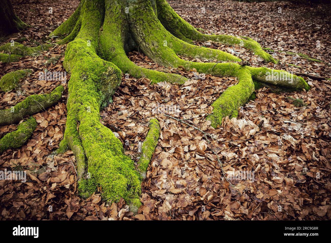 Von grünem Moos bewachsene Baumwurzeln einer alten Buche, teilweise bedeckt von herbstlich gefärbten Buchenlaub Stockfoto