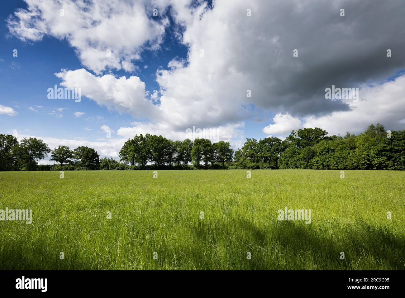 Wolken über Saftig-grüner Futterwiese in der Feldmark von Schenefeld (Kreis Pinneberg) Stockfoto