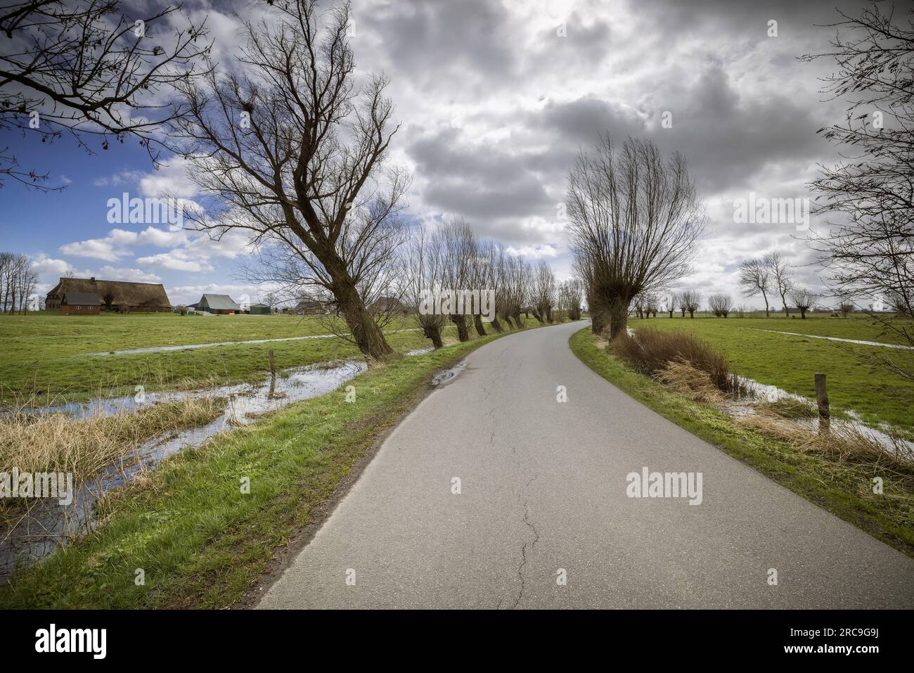 Alte, Windschiefe Kopfweiden säumen eine schmale, leere Straße, die durch die Marschlandschaft führt Stockfoto