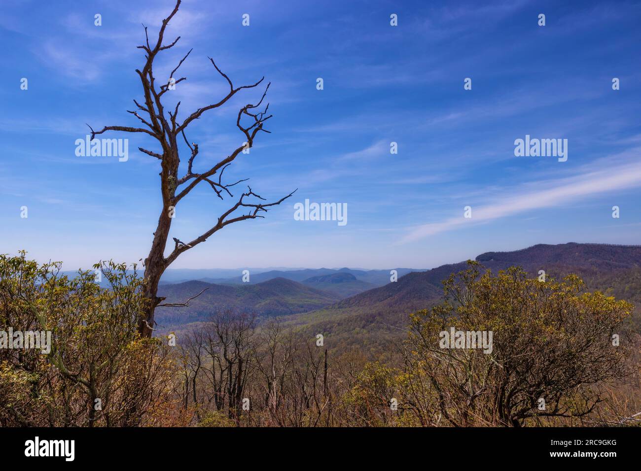 Blick auf Bäume und Bergketten am Morgen vom Blue Ridge Parkway in North Carolina Stockfoto