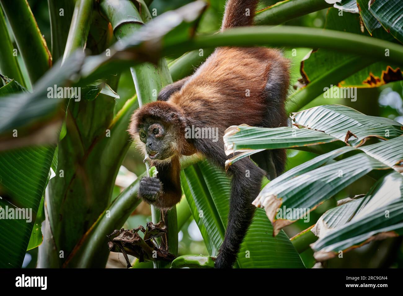 Geoffroy-Klammeraffe (Ateles geoffroyi), Nationalpark Corcovado, Halbinsel Osa, Costa Rica, Zentralamerika |Geoffroys Spinnenaffe (Ateles geoffroy Stockfoto