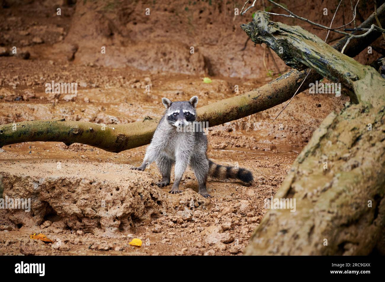 Waschbaer (Procyon lotor), Sierpe, Nationalpark Corcovado, Osa-Halbinsel, Costa Rica, Zentralamerika |Waschbär (Procyon lotor), Sierpe, Corcovado Nati Stockfoto