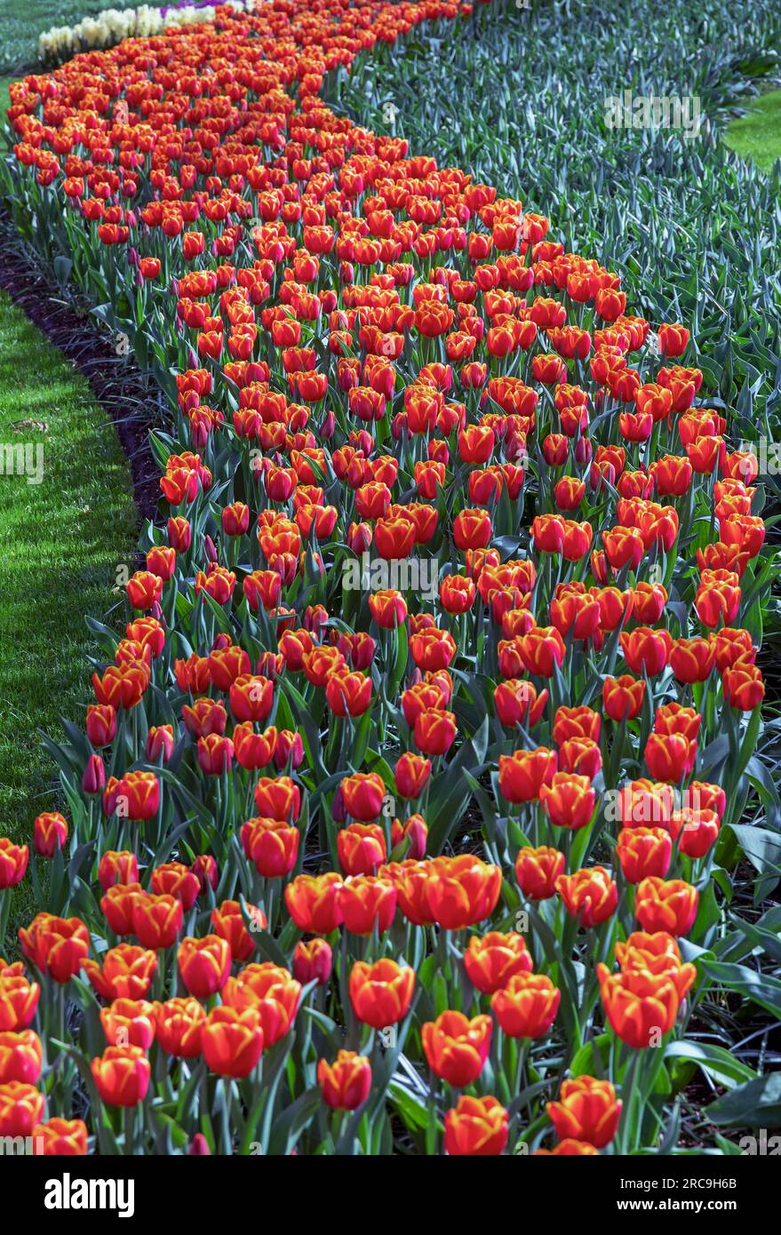 Tulpenblüte im Keukenhof in Lisse, Holland, Europa. Stockfoto