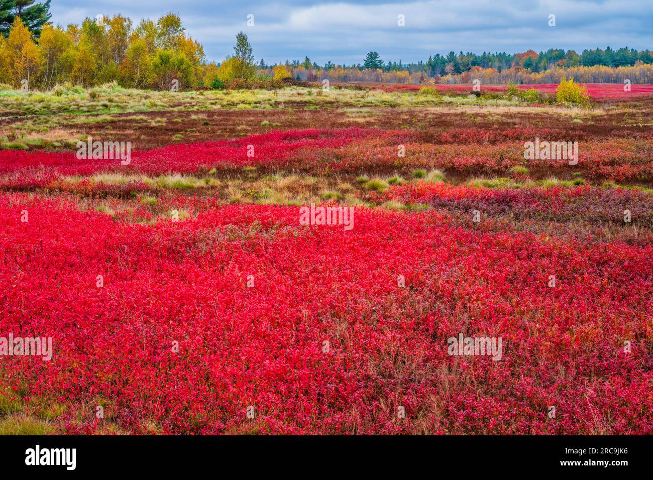 Herbstfarben auf Mount Desert Island in Maine. Stockfoto