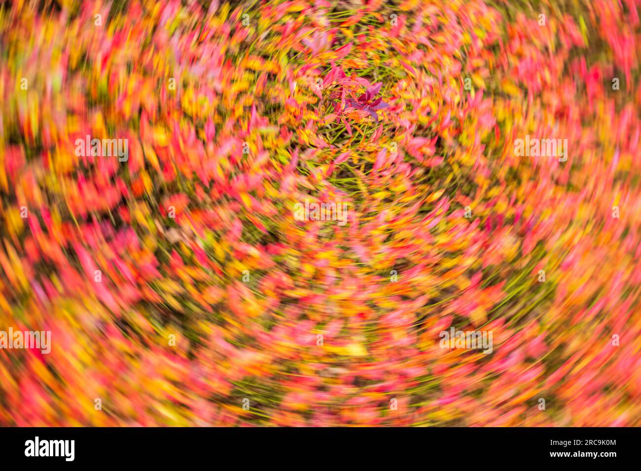 Herbstfarben auf Mount Desert Island in Maine. Stockfoto