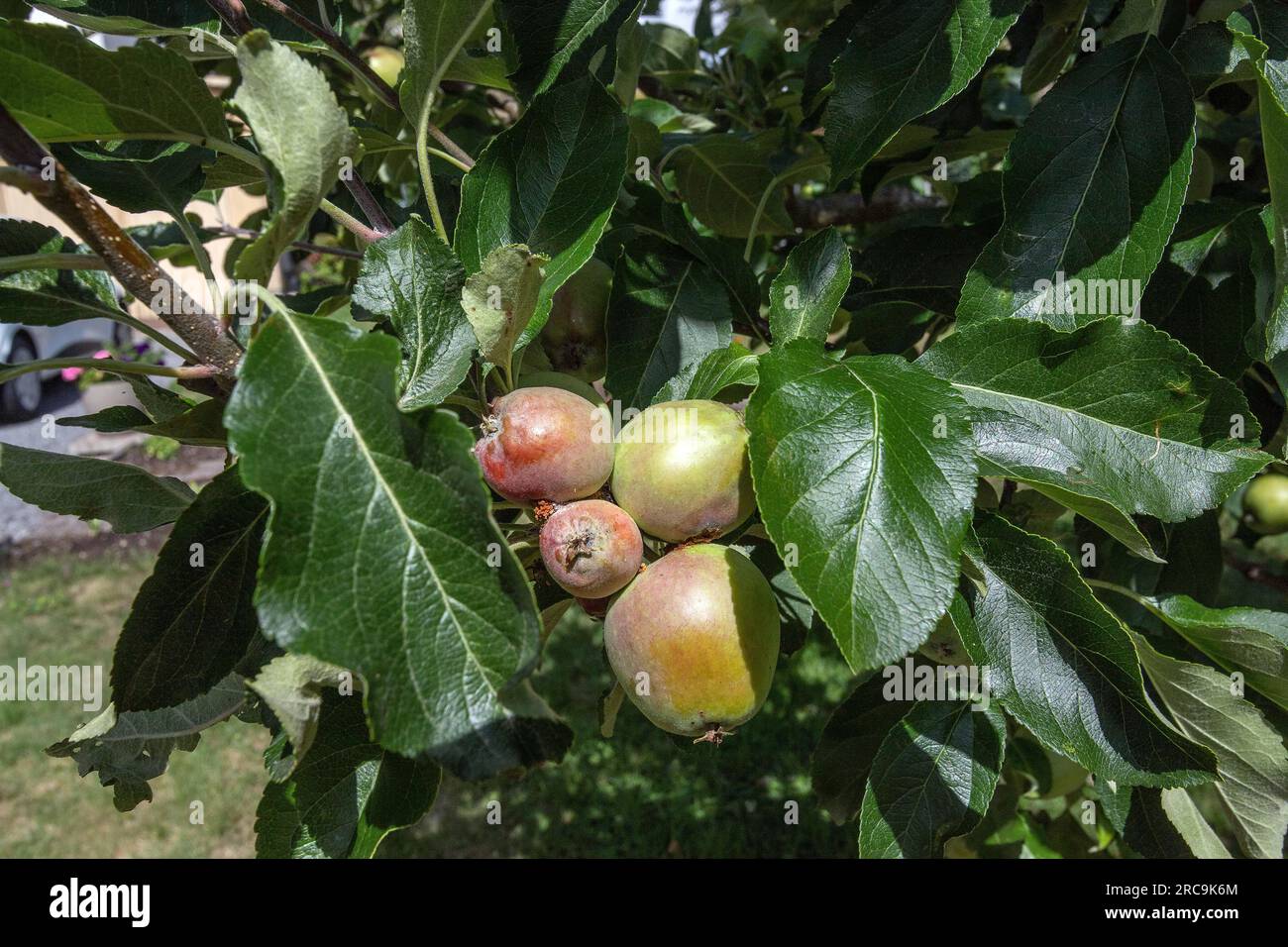Grüner Apfel auf einem Baum im Garten, juli Stockfoto
