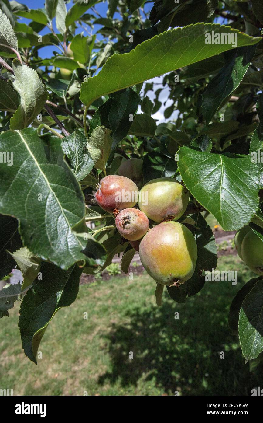 Grüner Apfel auf einem Baum im Garten, juli Stockfoto