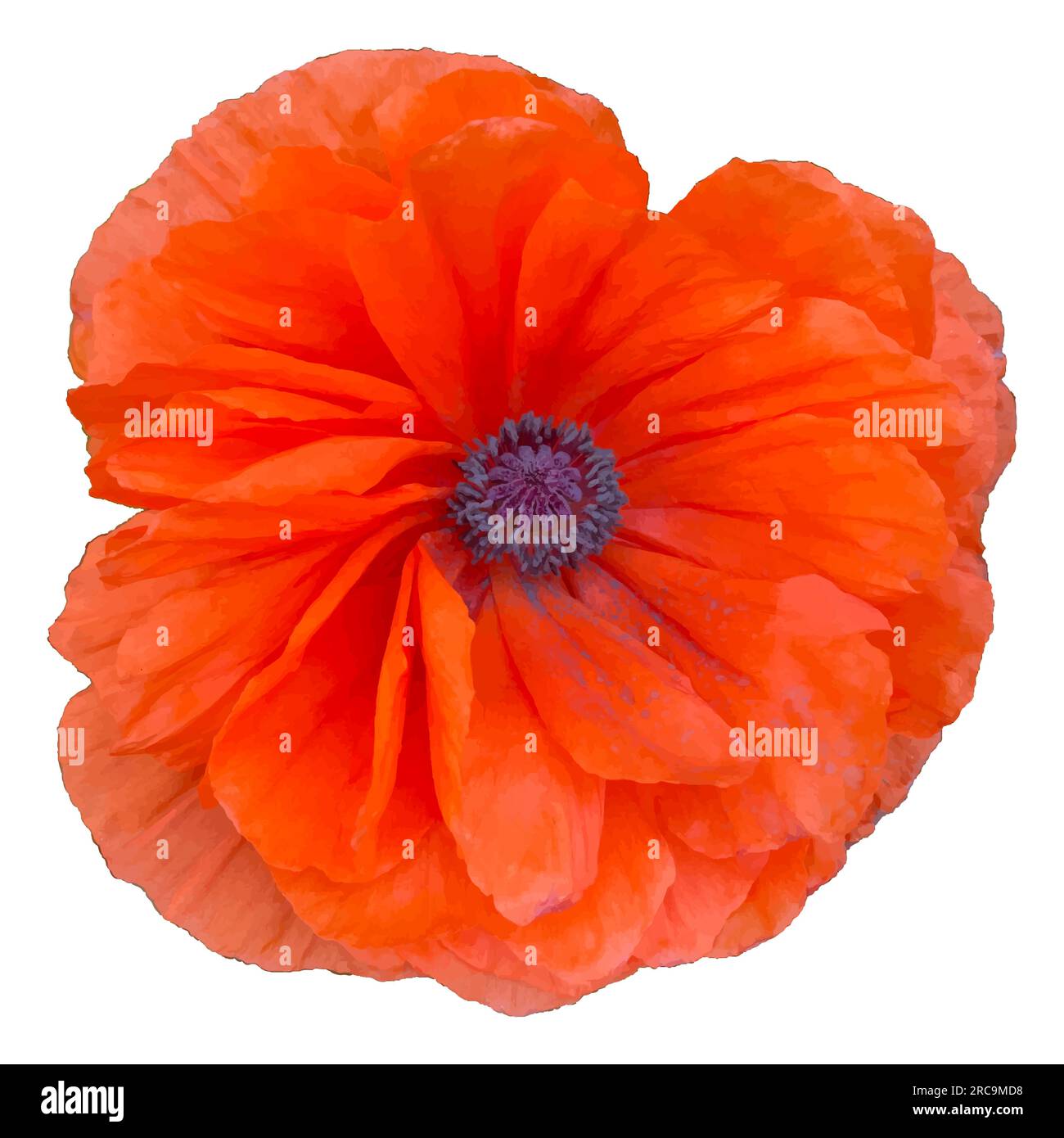 Mohn blumen makro Stock-Vektorgrafiken kaufen - Alamy