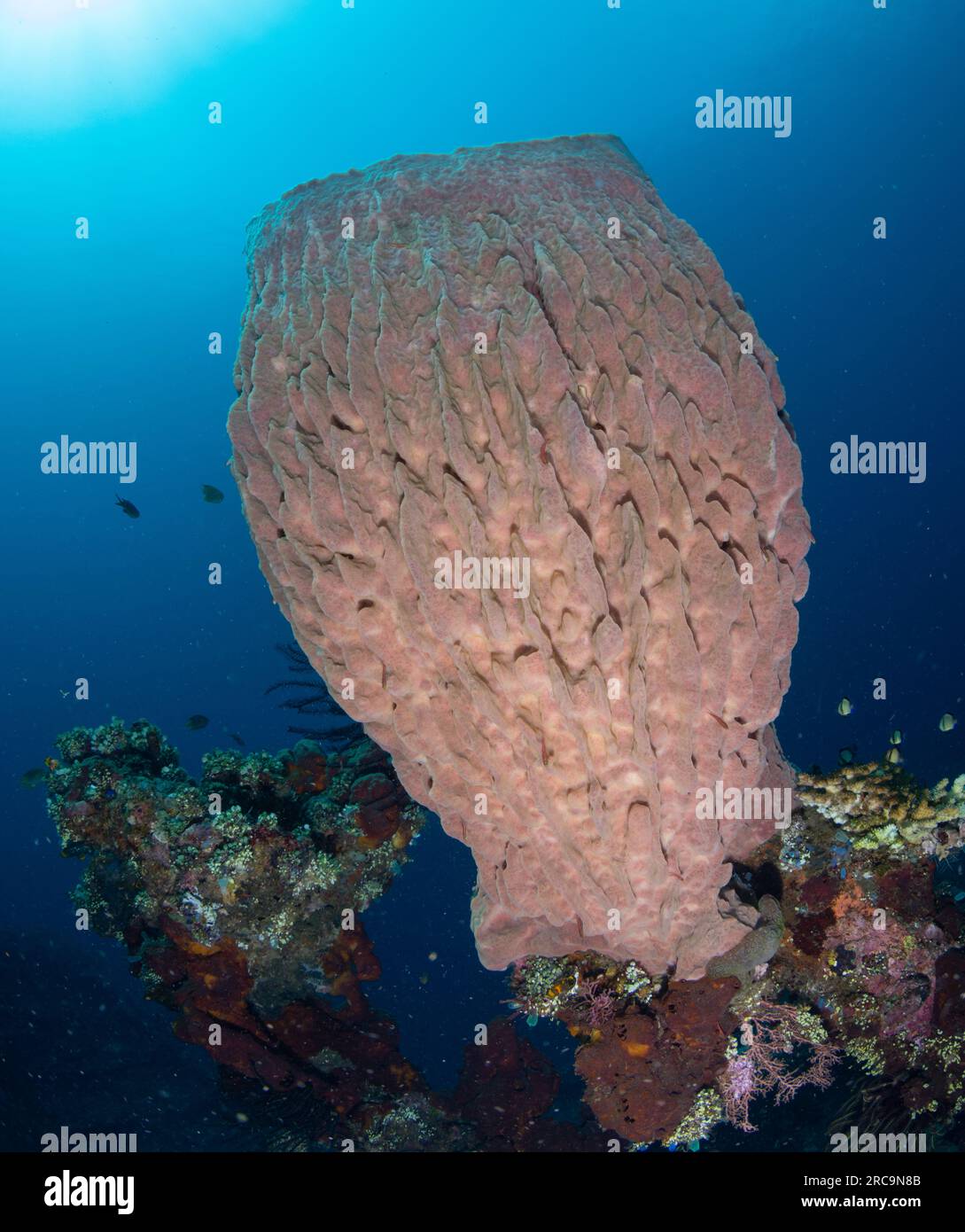 Ein Fassschwamm - fotografiert in einem Korallenriff in Bali Stockfoto