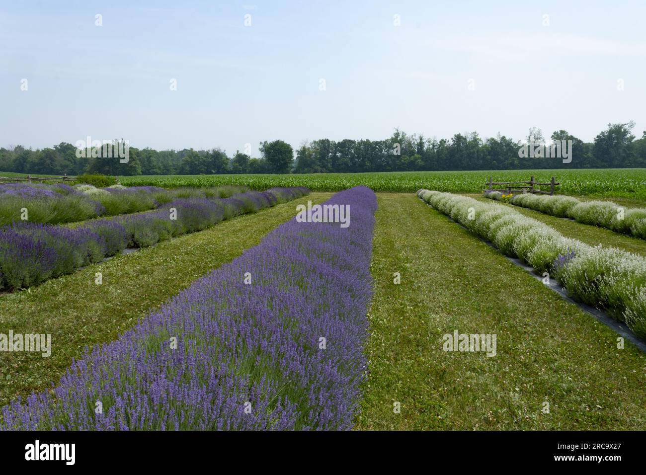 Reihen mit verschiedenen Lavendel, weiß-rosa und lila Stockfoto