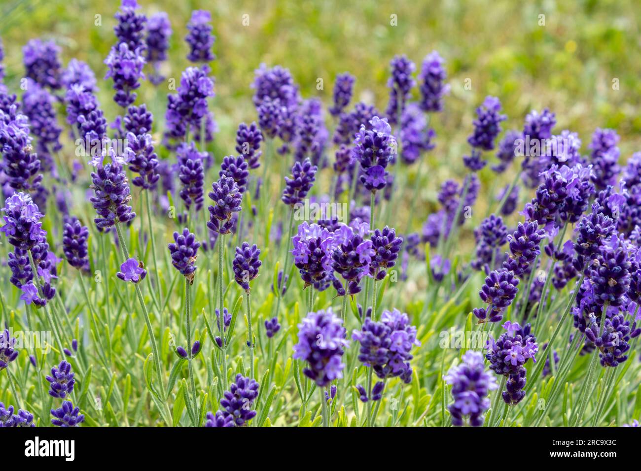 Dunkellila Lavendel auf einer Wiese Stockfoto